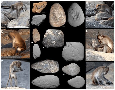 Are Apes in the Stone Age? A Modern Inquiry into Primate Cognition and Tool Use