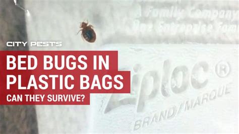 how long can bed bugs live in a sealed plastic bag? do they have any chance of survival?