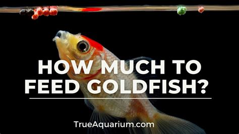 how often do you feed a goldfish? should we feed goldfish every day?